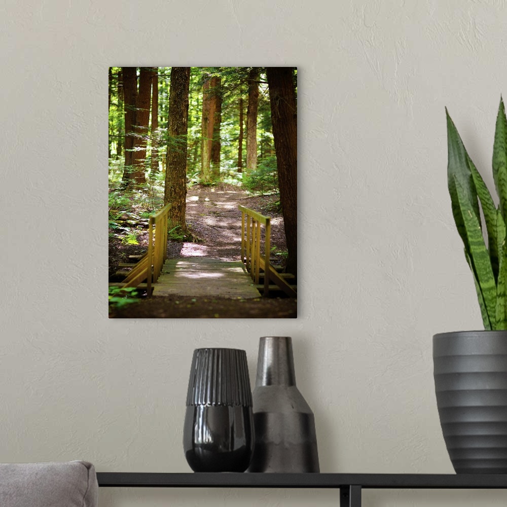 A modern room featuring A shady path through a verdant forest.