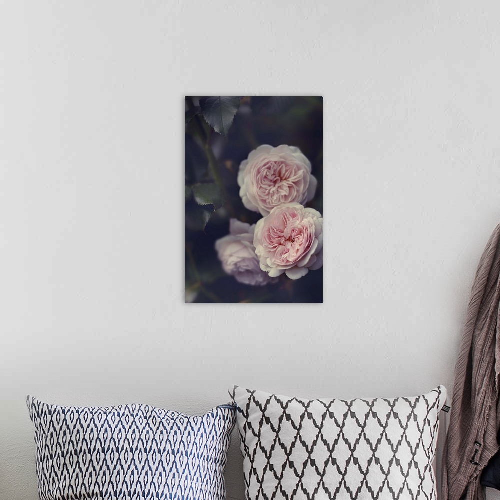 A bohemian room featuring Soft photograph of three light pink flowers with faded dark stems and leaves in the background