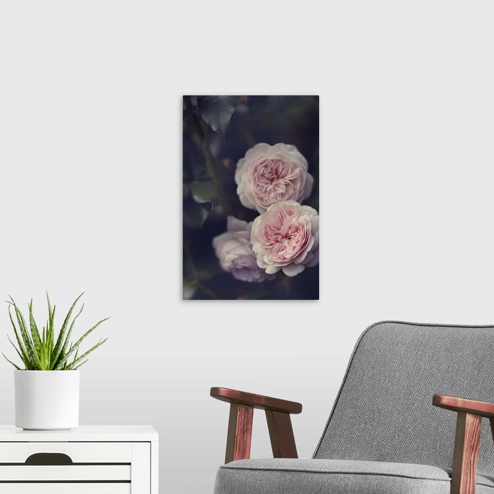 A modern room featuring Soft photograph of three light pink flowers with faded dark stems and leaves in the background
