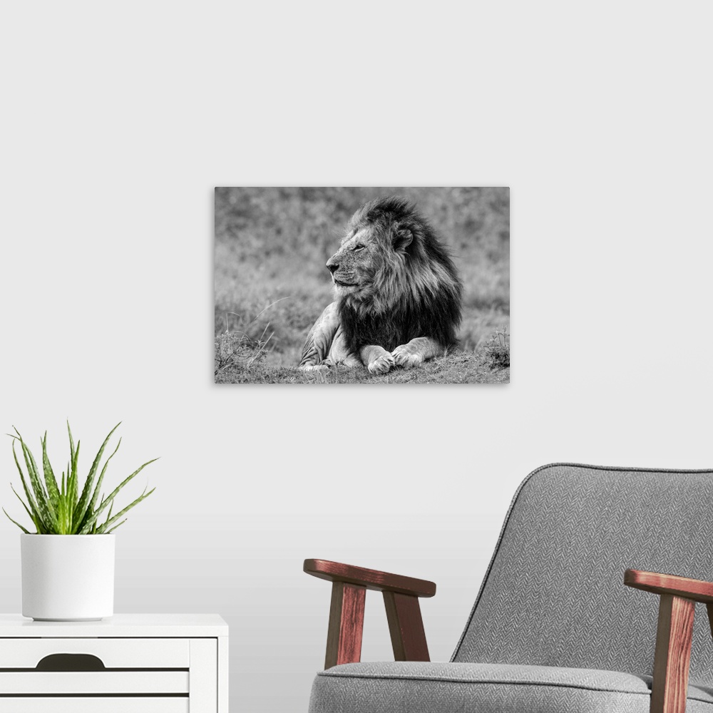 A modern room featuring King Of The Jungle