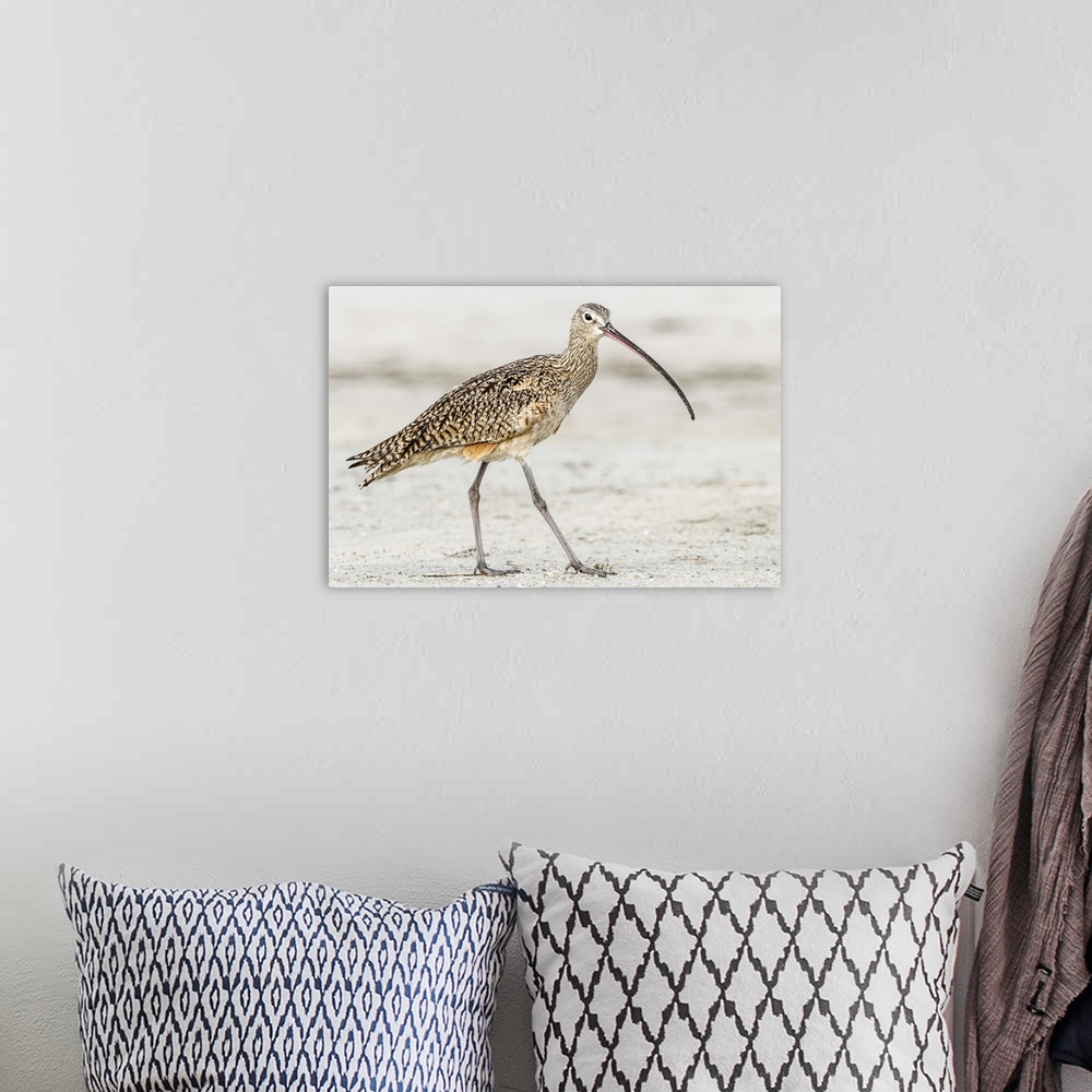 A bohemian room featuring Long Billed Curlew