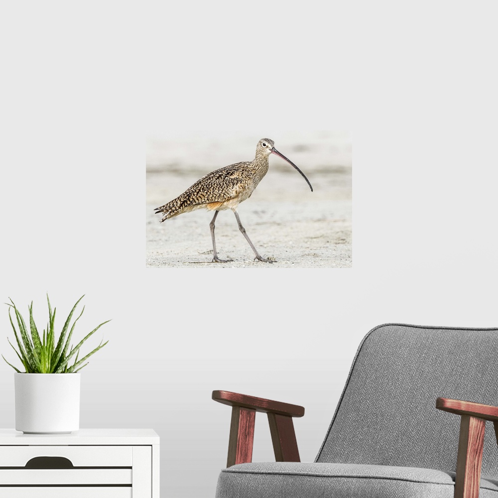 A modern room featuring Long Billed Curlew