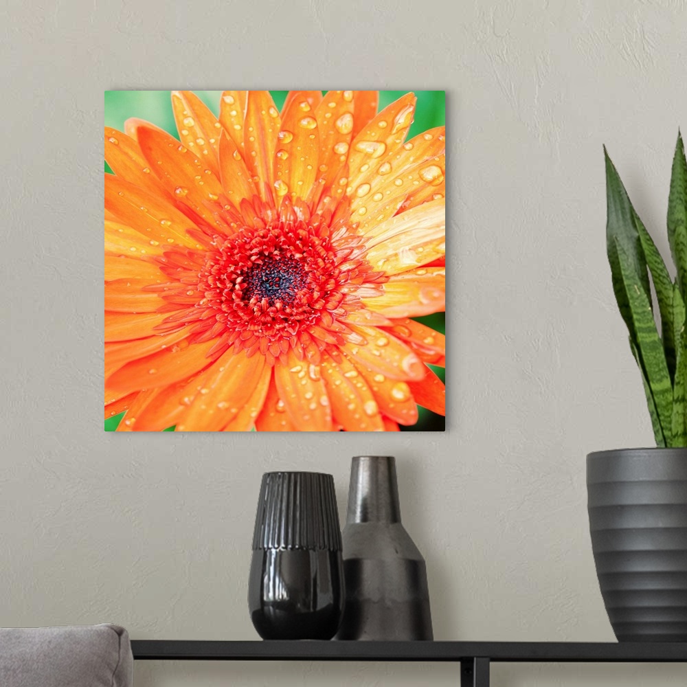 A modern room featuring Close-up photograph of a vibrant orange flower with water droplets on the petals.
