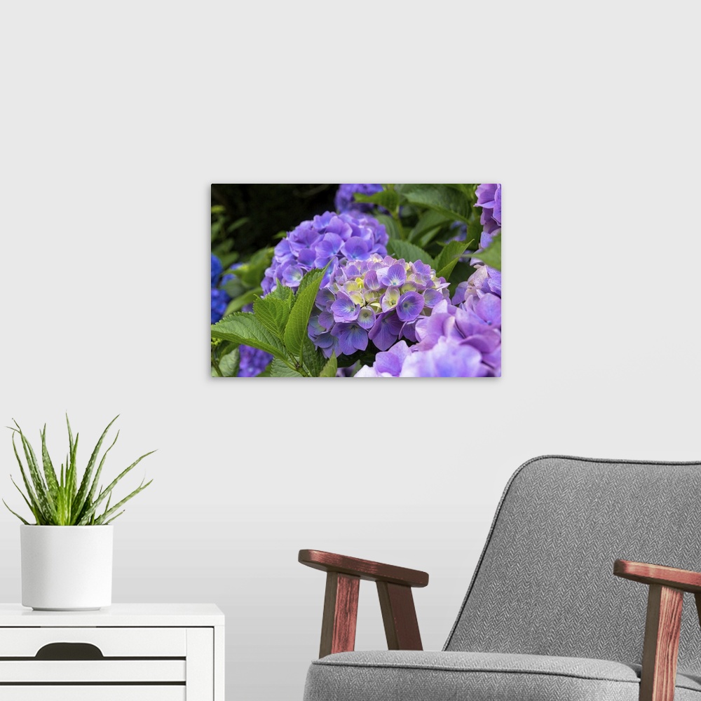 A modern room featuring Vibrant photograph of purple hydrangeas