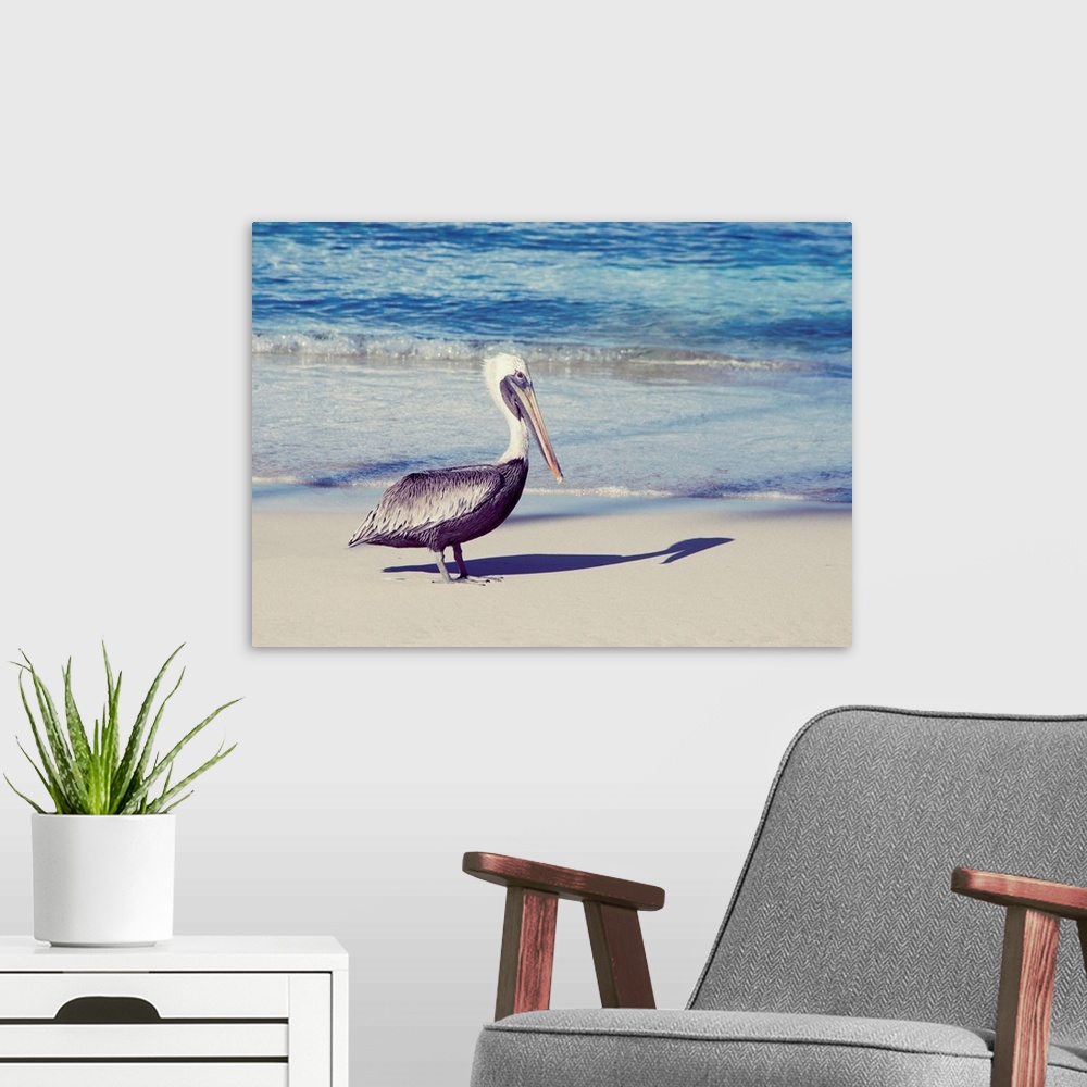 A modern room featuring Photograph of a pelican and his shadow.