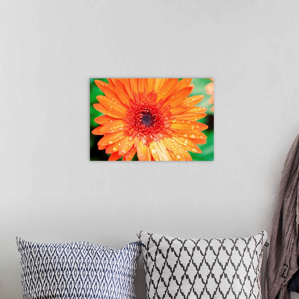 A bohemian room featuring Close-up photograph of a vibrant orange flower with water droplets on the petals.