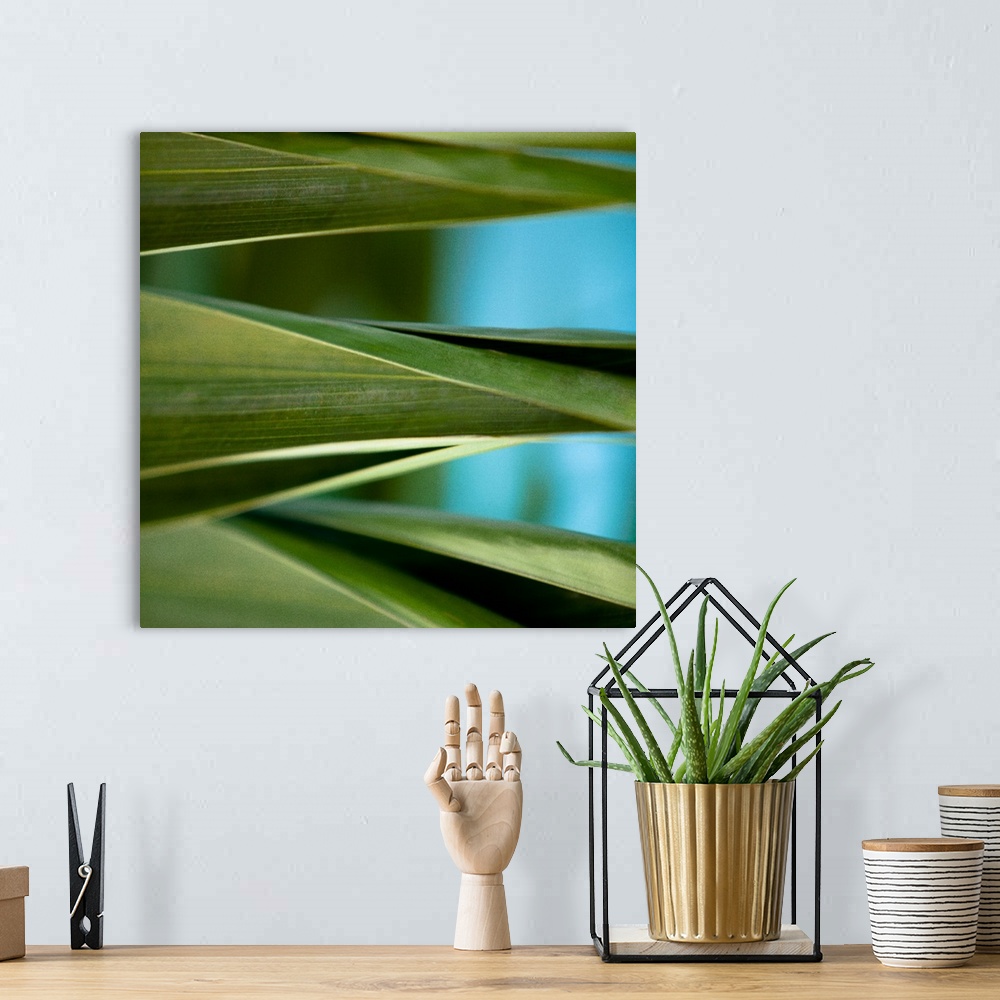 A bohemian room featuring Close up photo of vibrant green palm leaves.