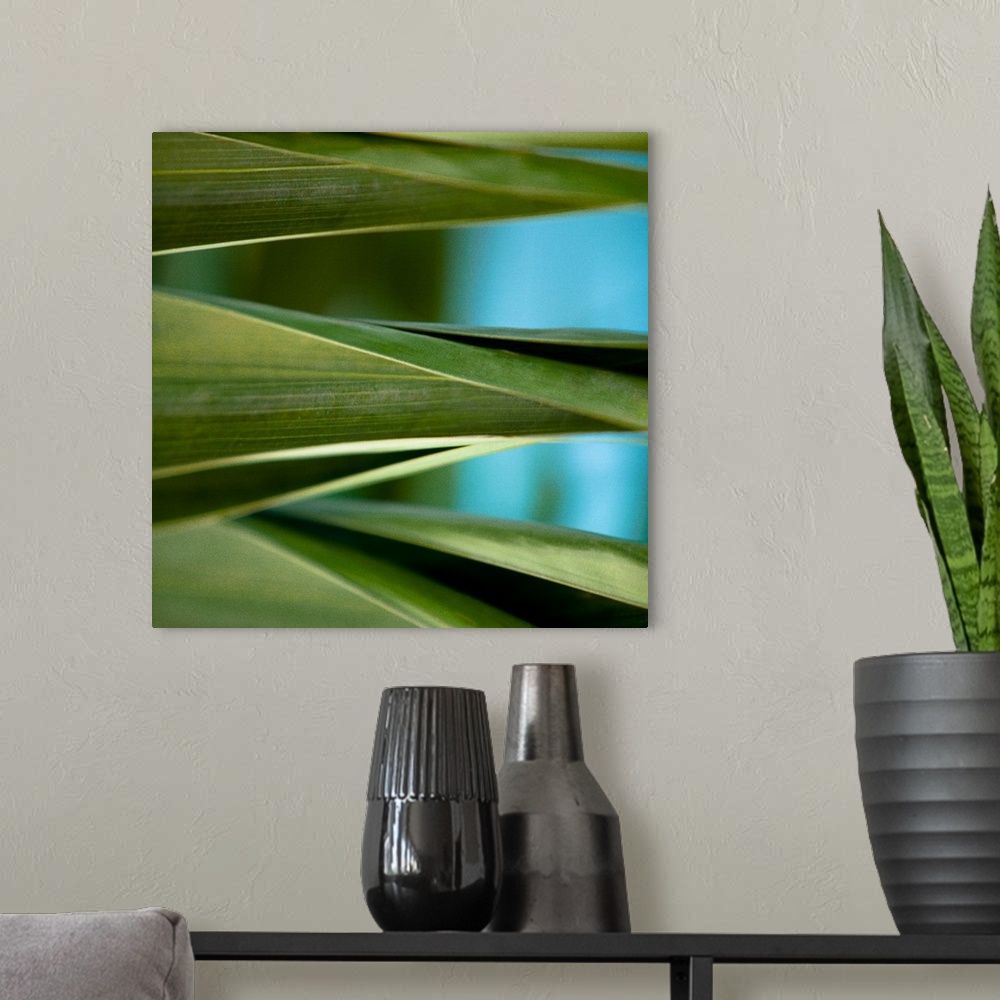 A modern room featuring Close up photo of vibrant green palm leaves.