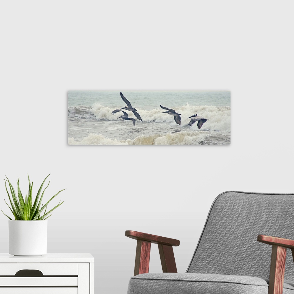 A modern room featuring A photograph of four pelicans flying over ocean waves.