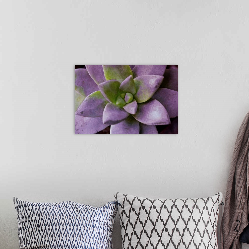 A bohemian room featuring Purple Succulent I