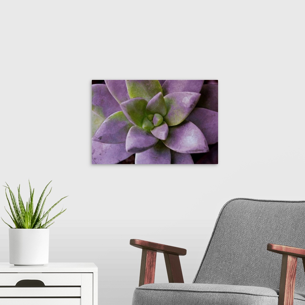 A modern room featuring Purple Succulent I