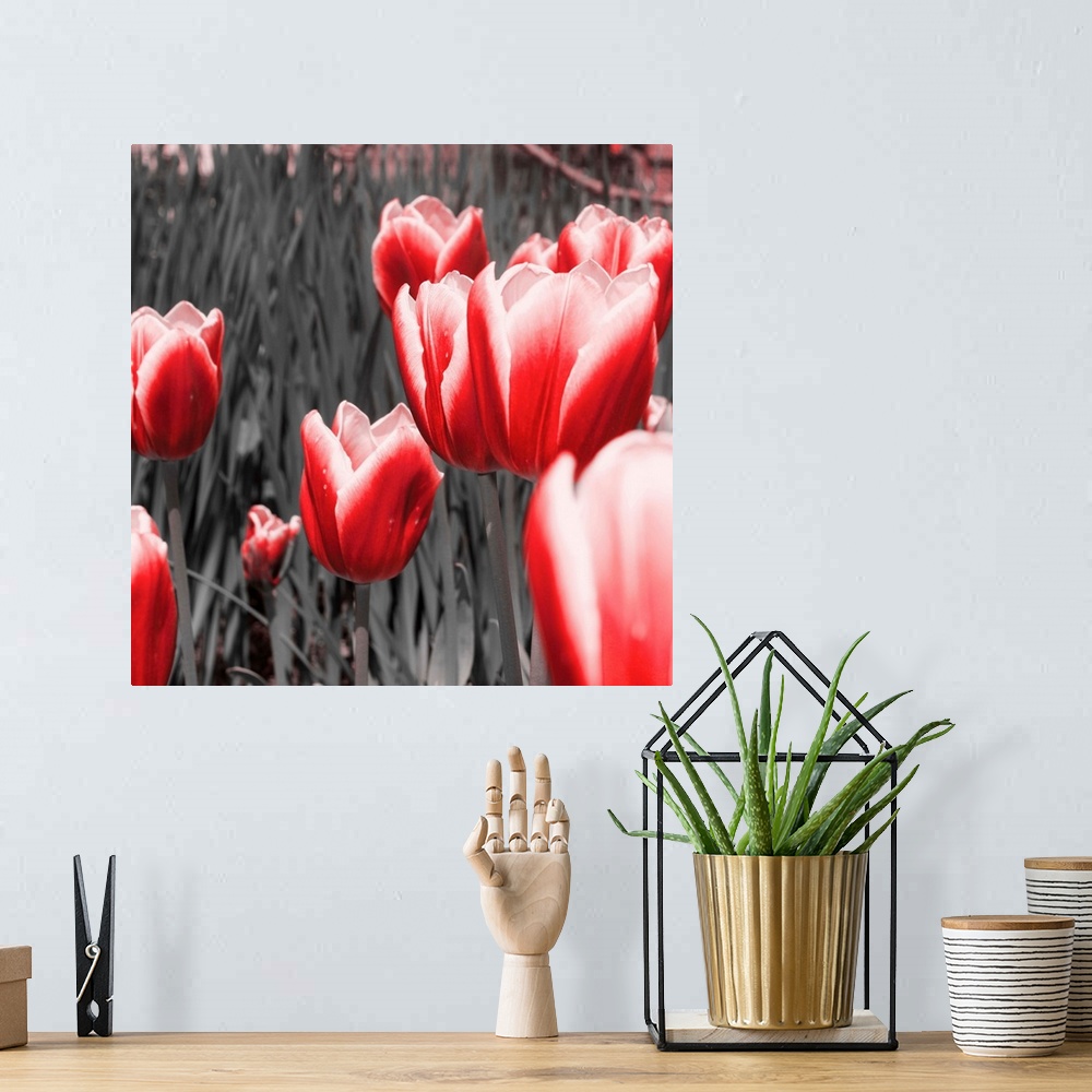 A bohemian room featuring Red Tulips I