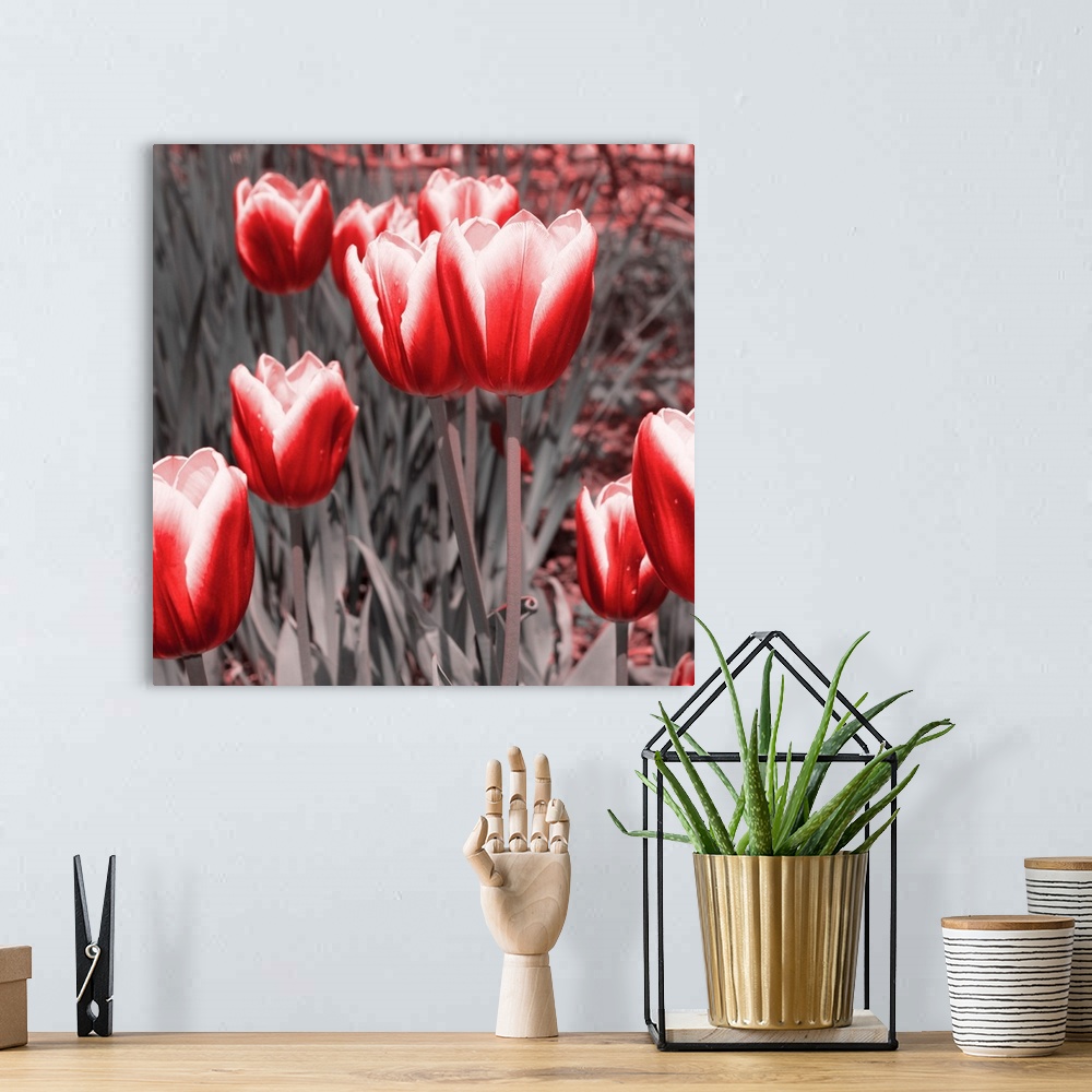 A bohemian room featuring Red Tulips II