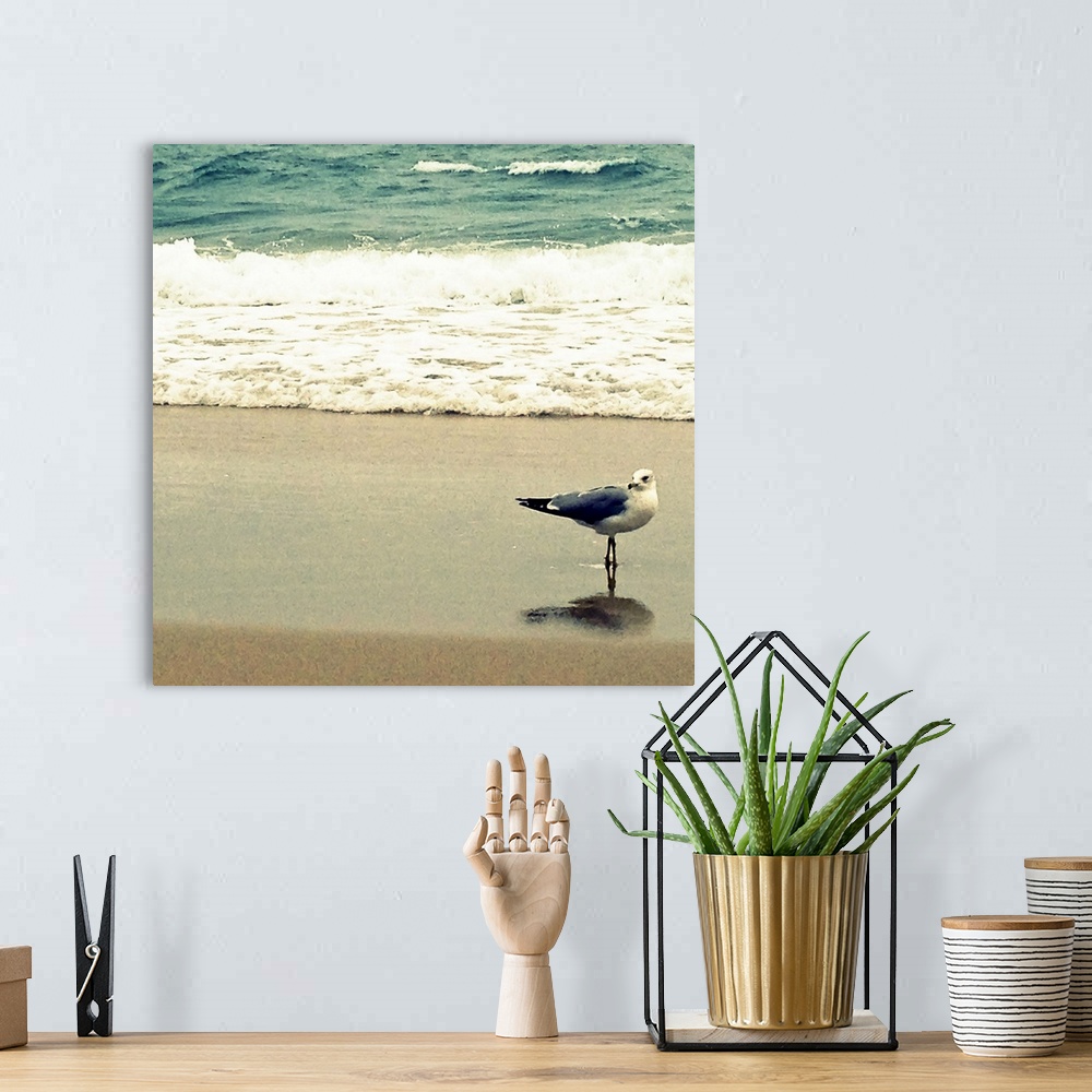 A bohemian room featuring Seagull on Beach