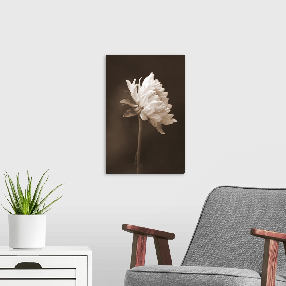 A modern room featuring Sepia Flower I