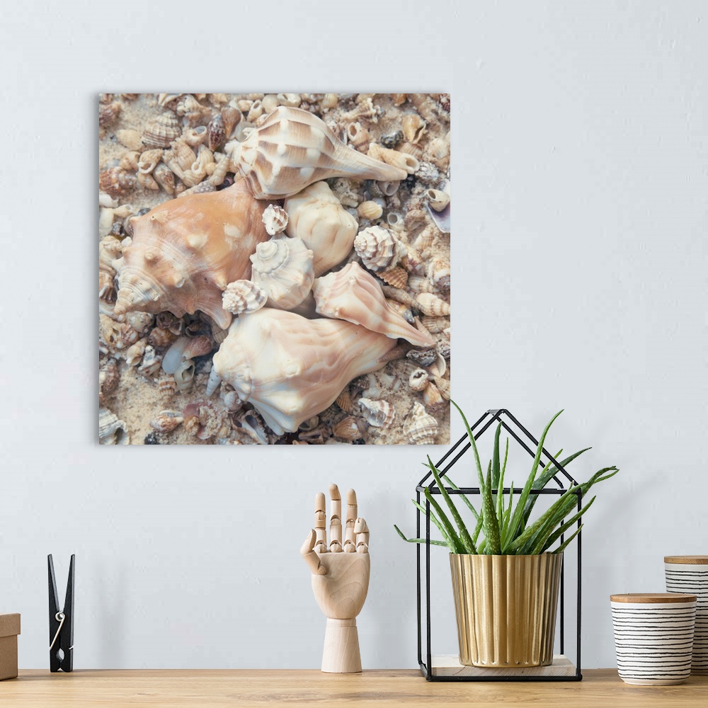 A bohemian room featuring Square photograph of conch shells in the center and other small shells surrounding them.
