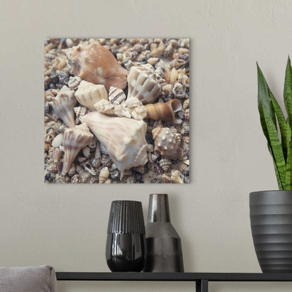 A modern room featuring Square photograph of conch shells in the center and other small shells surrounding them.