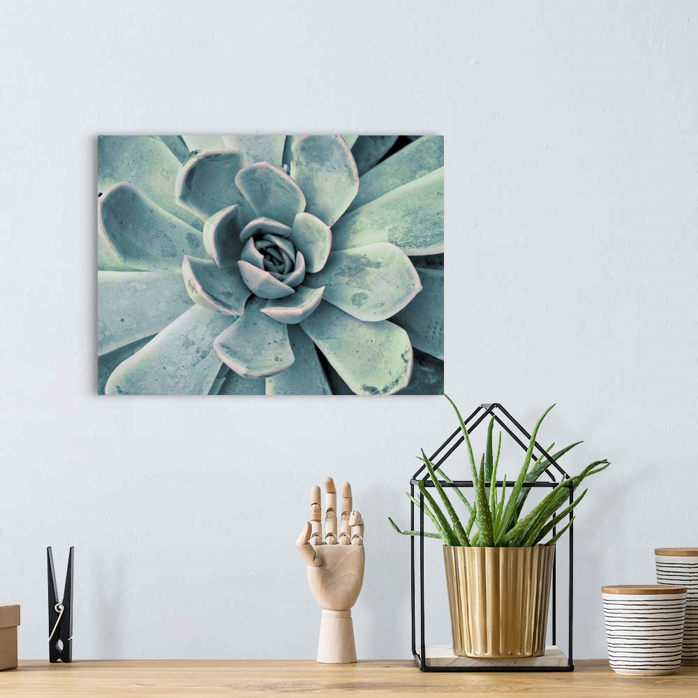 A bohemian room featuring Close-up photograph in a faded style of a succulent with fanned out petals.