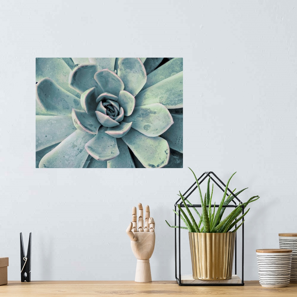 A bohemian room featuring Close-up photograph in a faded style of a succulent with fanned out petals.