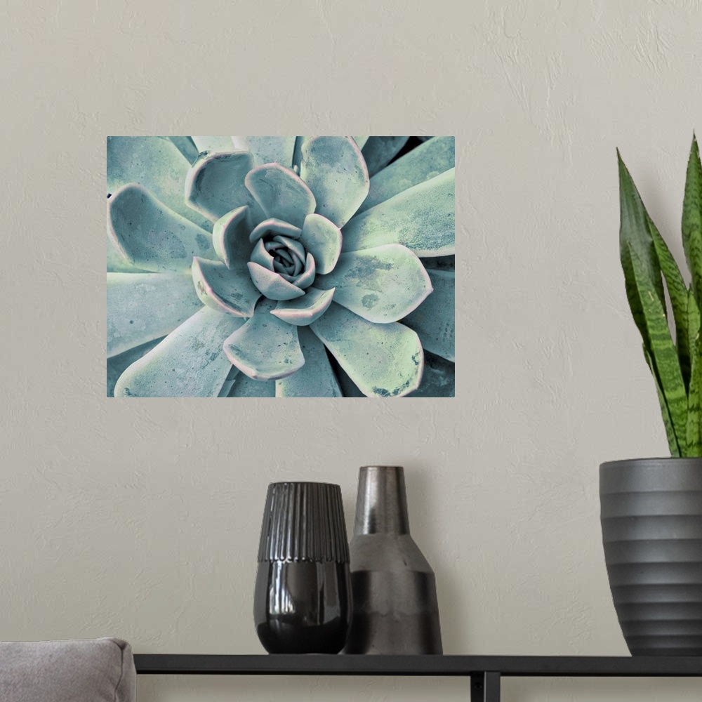 A modern room featuring Close-up photograph in a faded style of a succulent with fanned out petals.
