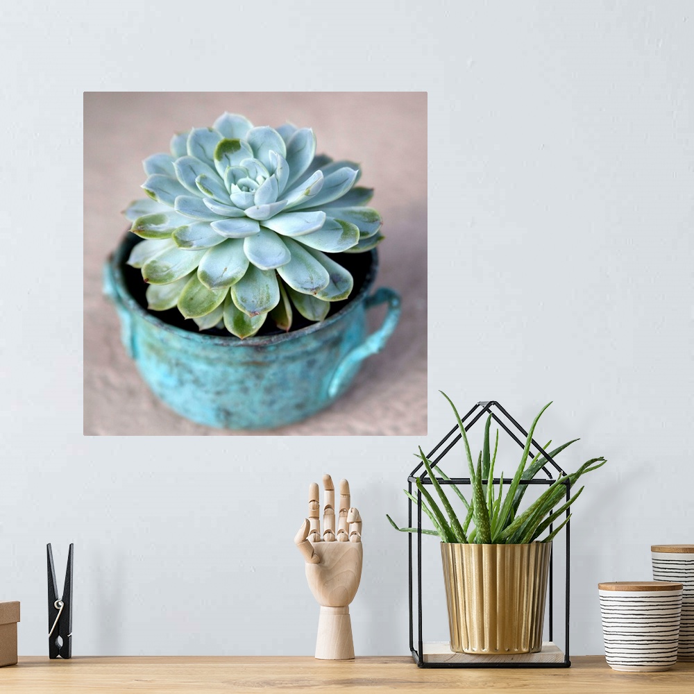 A bohemian room featuring Close-up photograph of a little succulent planted inside a rustic blue pot.