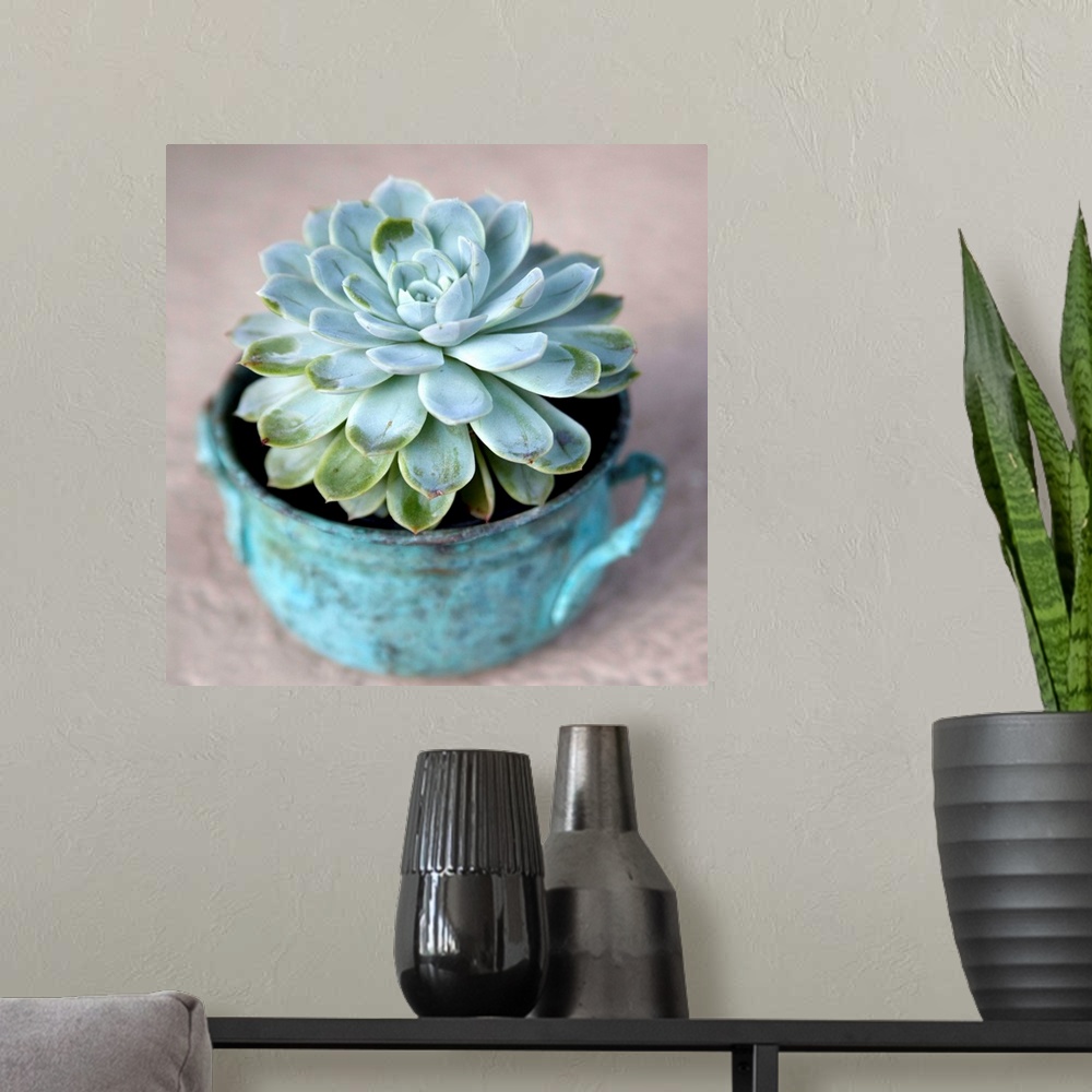 A modern room featuring Close-up photograph of a little succulent planted inside a rustic blue pot.