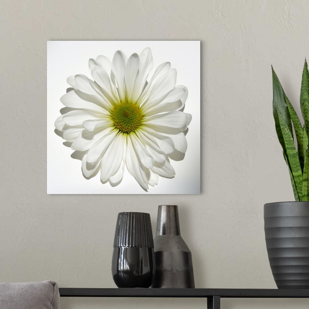 A modern room featuring White Daisy