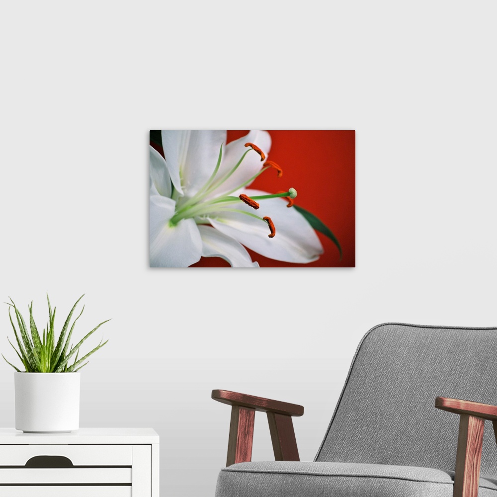A modern room featuring White Lily