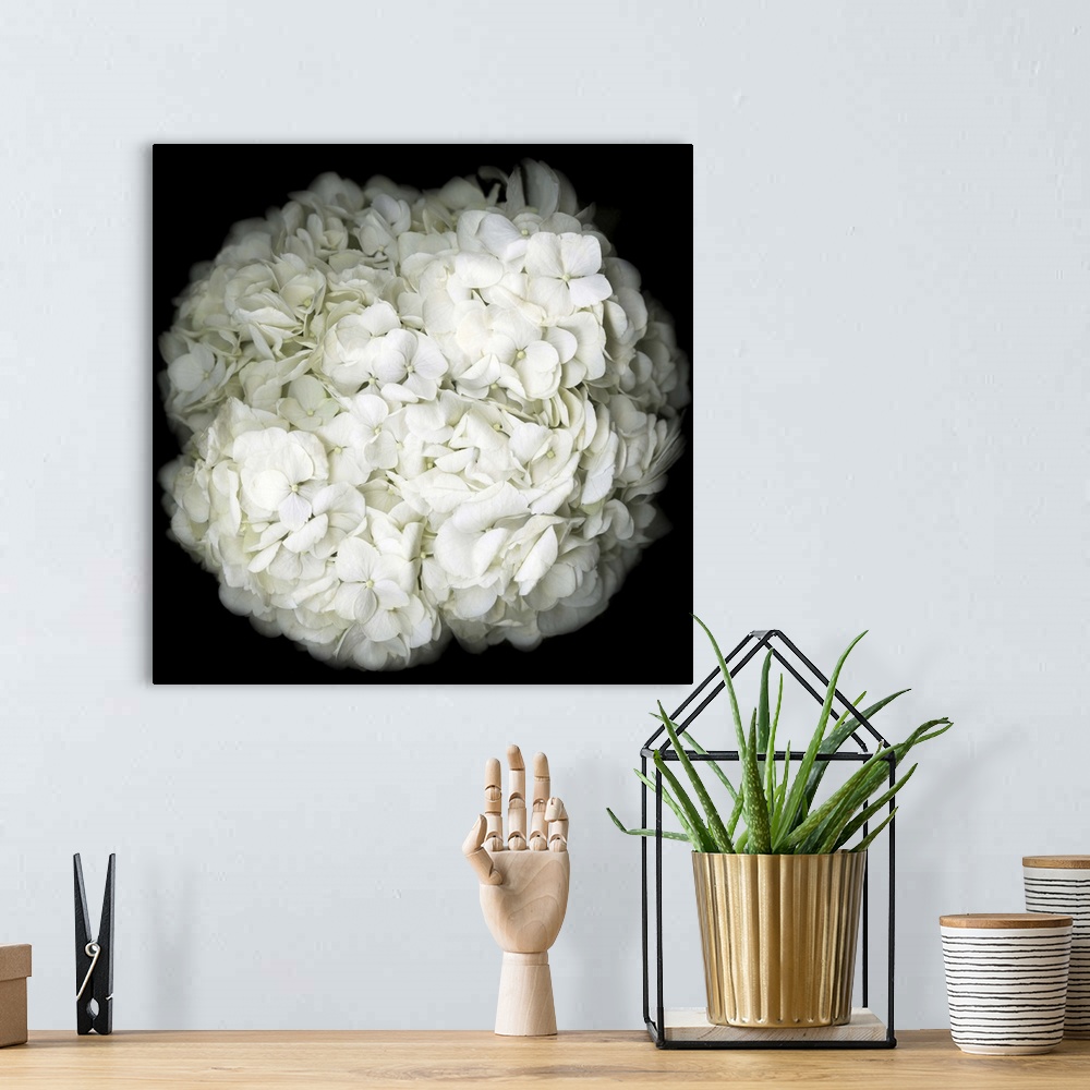 A bohemian room featuring Square photograph of a white Hydrangea close-up on a dark black background.