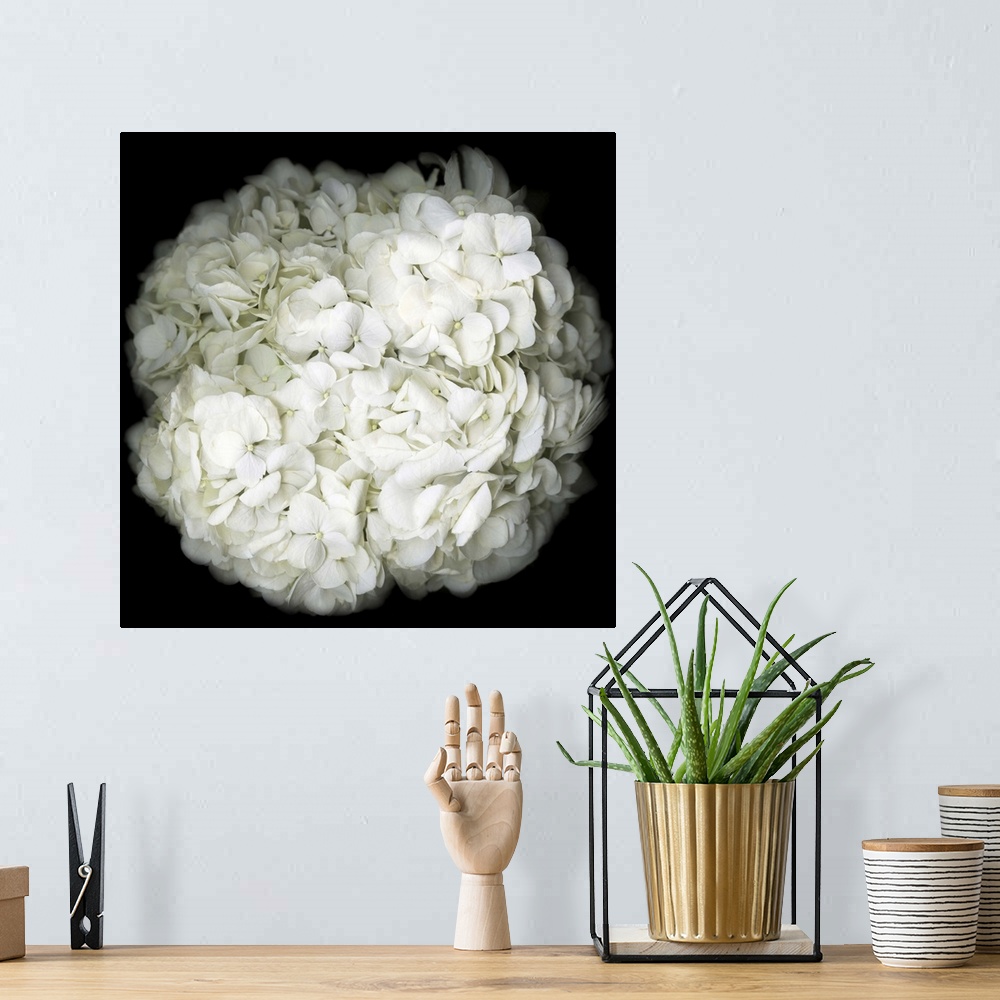 A bohemian room featuring Square photograph of a white Hydrangea close-up on a dark black background.
