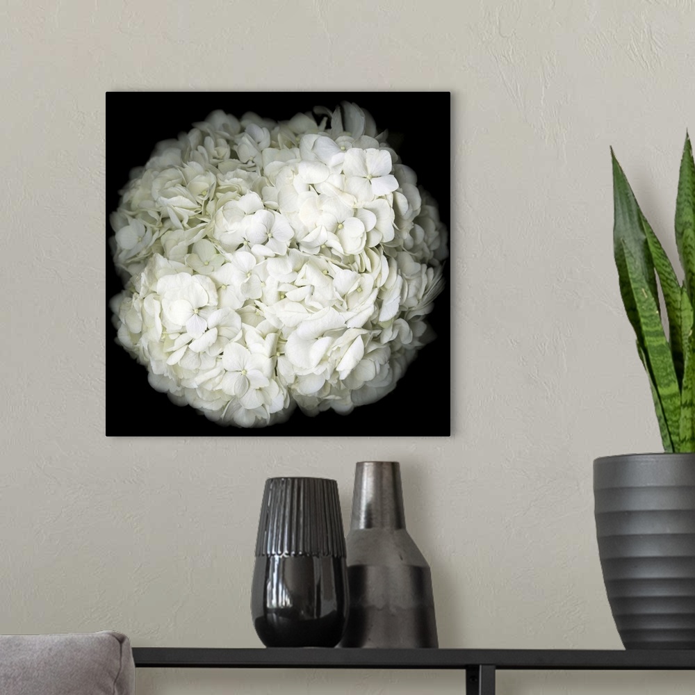 A modern room featuring Square photograph of a white Hydrangea close-up on a dark black background.
