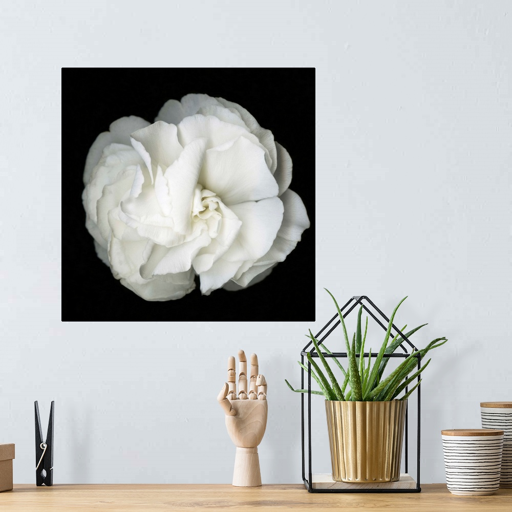 A bohemian room featuring Square photograph of a soft white flower on a dark black background.