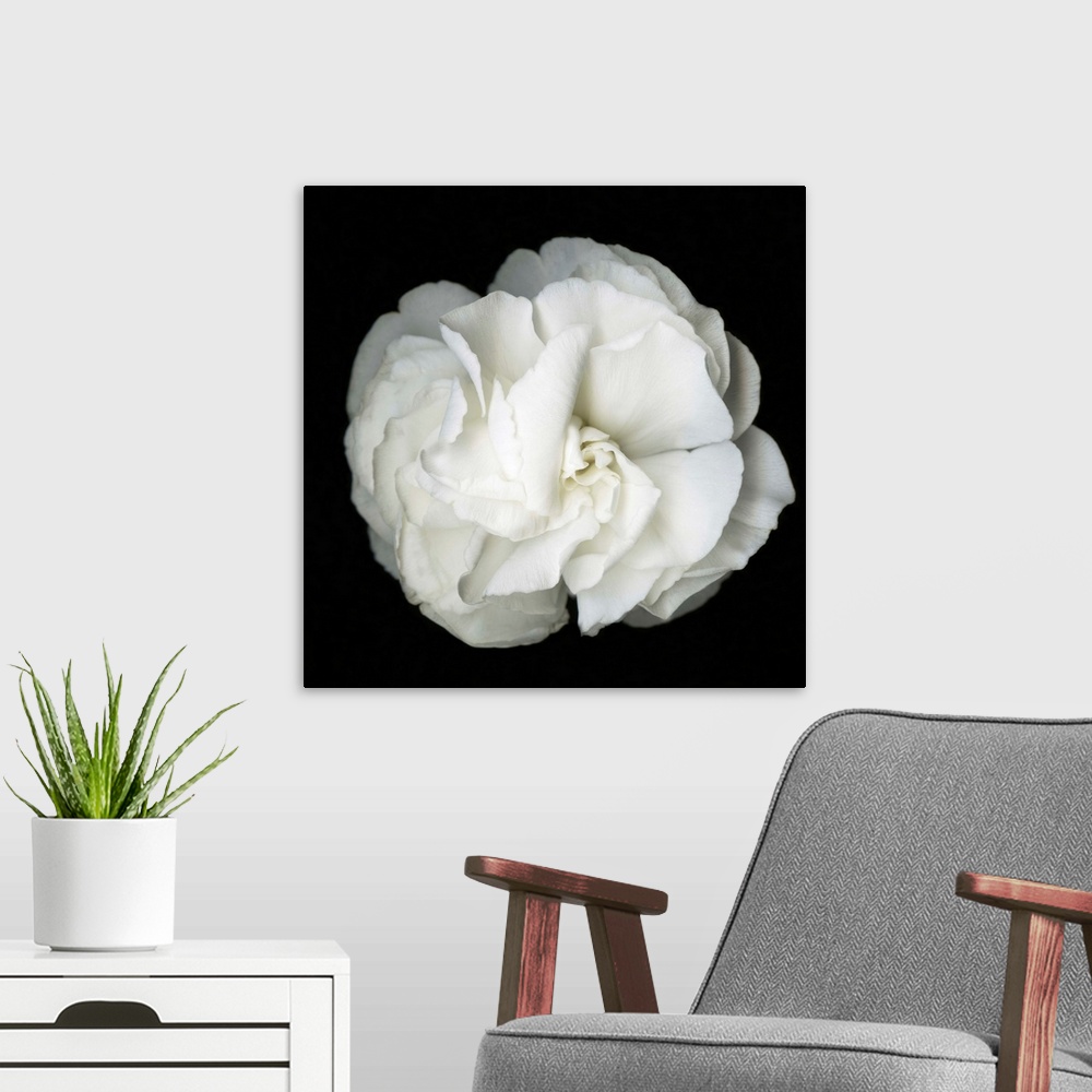 A modern room featuring Square photograph of a soft white flower on a dark black background.