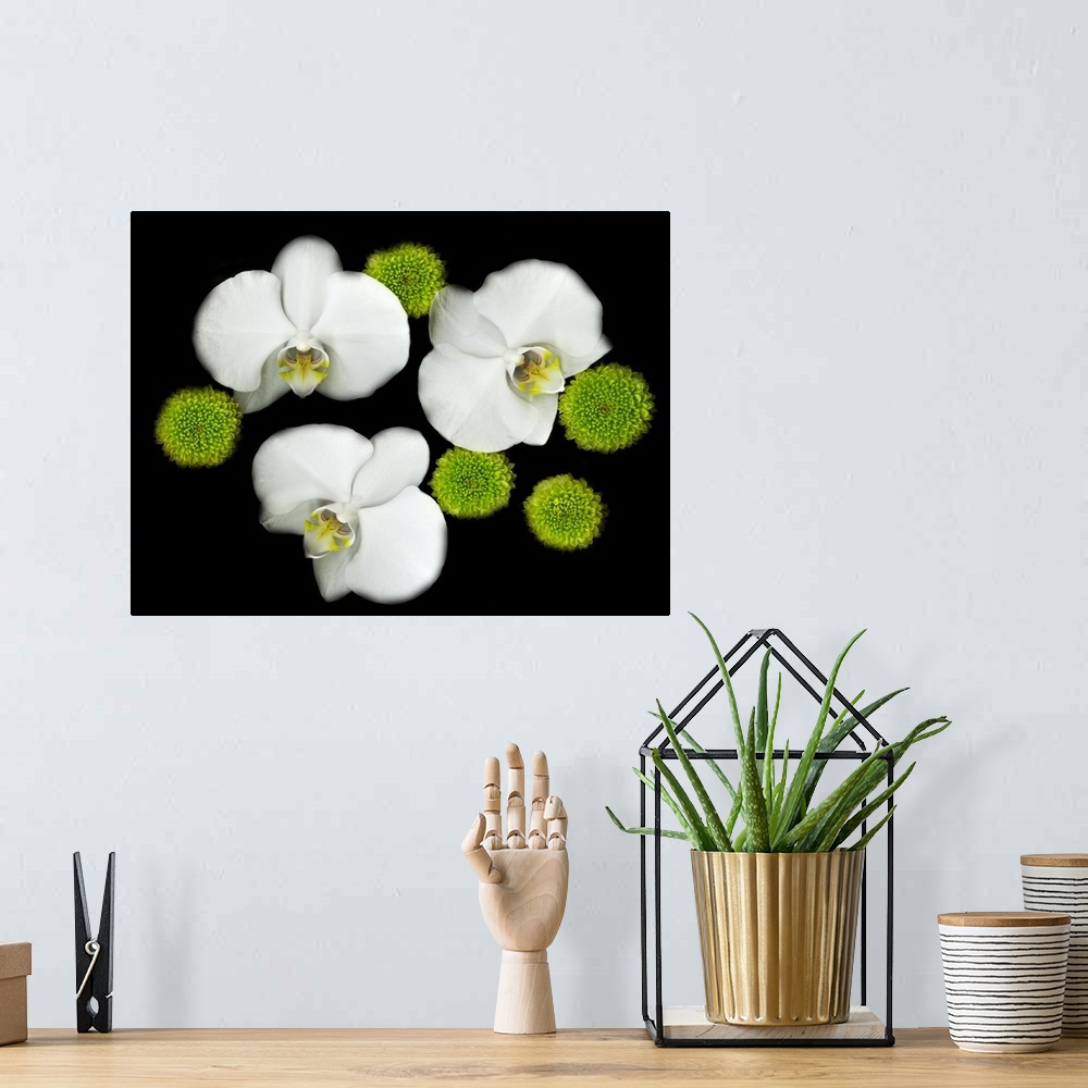 A bohemian room featuring Photograph of three white orchids from overhead with round, bright green flowers surrounding them...