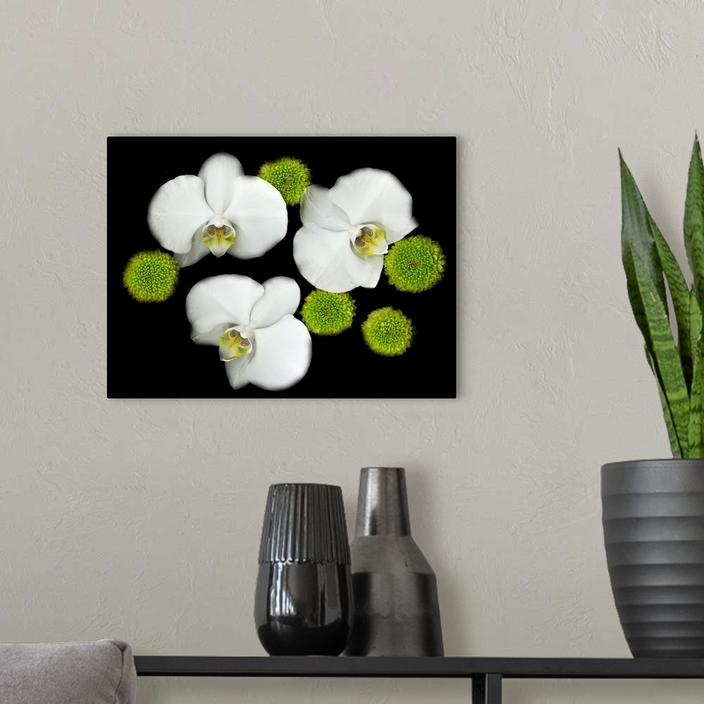 A modern room featuring Photograph of three white orchids from overhead with round, bright green flowers surrounding them...