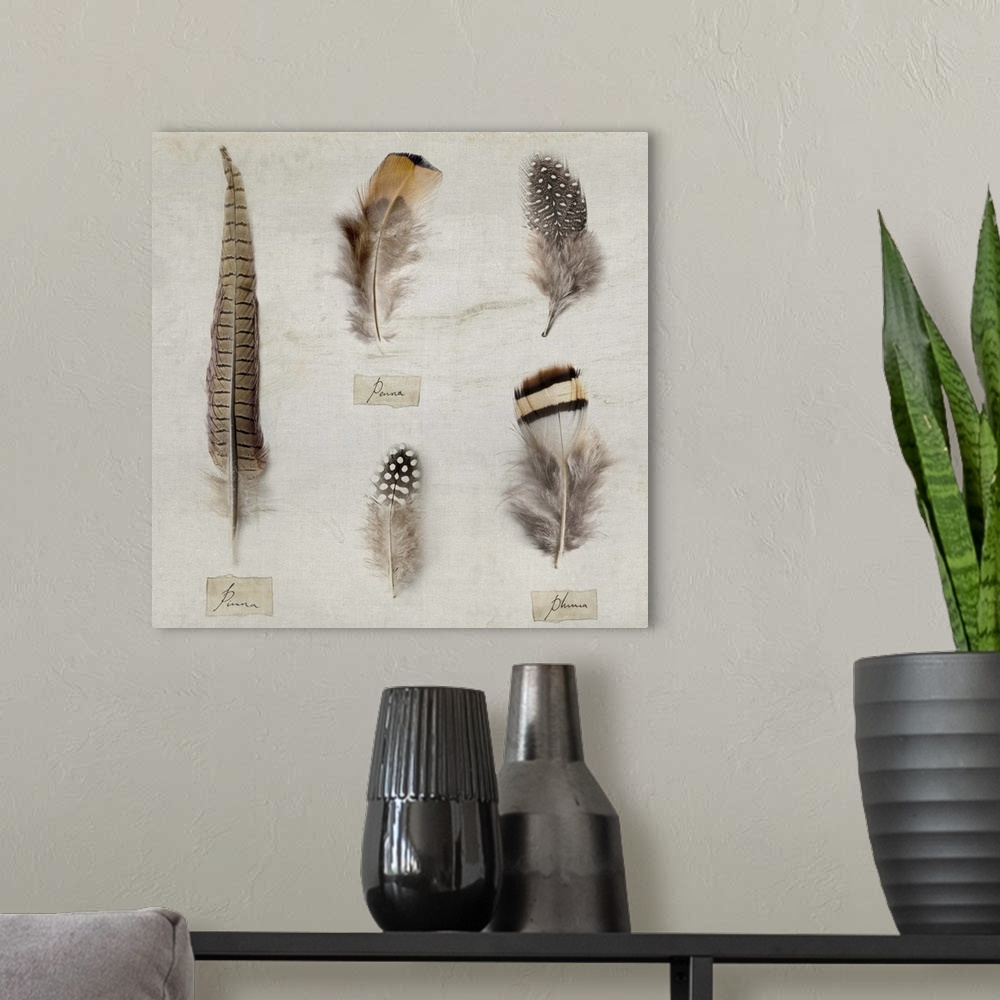 A modern room featuring Contemporary illustration of different feathers on rustic looking background.