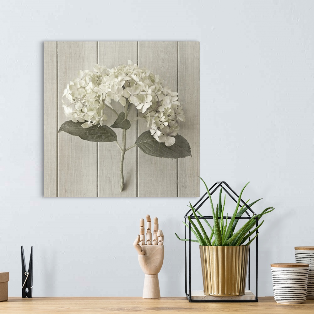 A bohemian room featuring A white peony laying against white wooden boards.