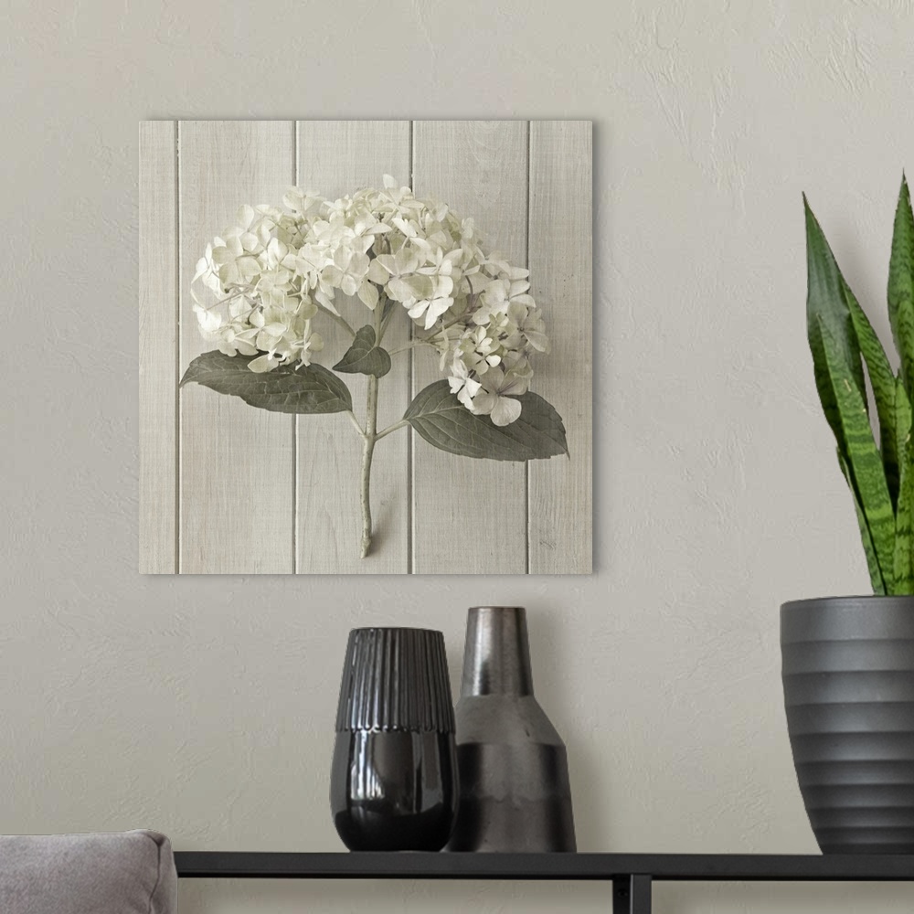 A modern room featuring A white peony laying against white wooden boards.