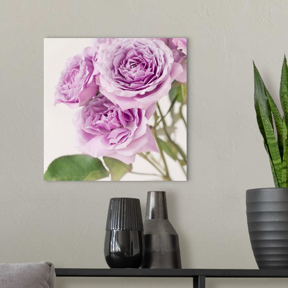 A modern room featuring Lilac Roses