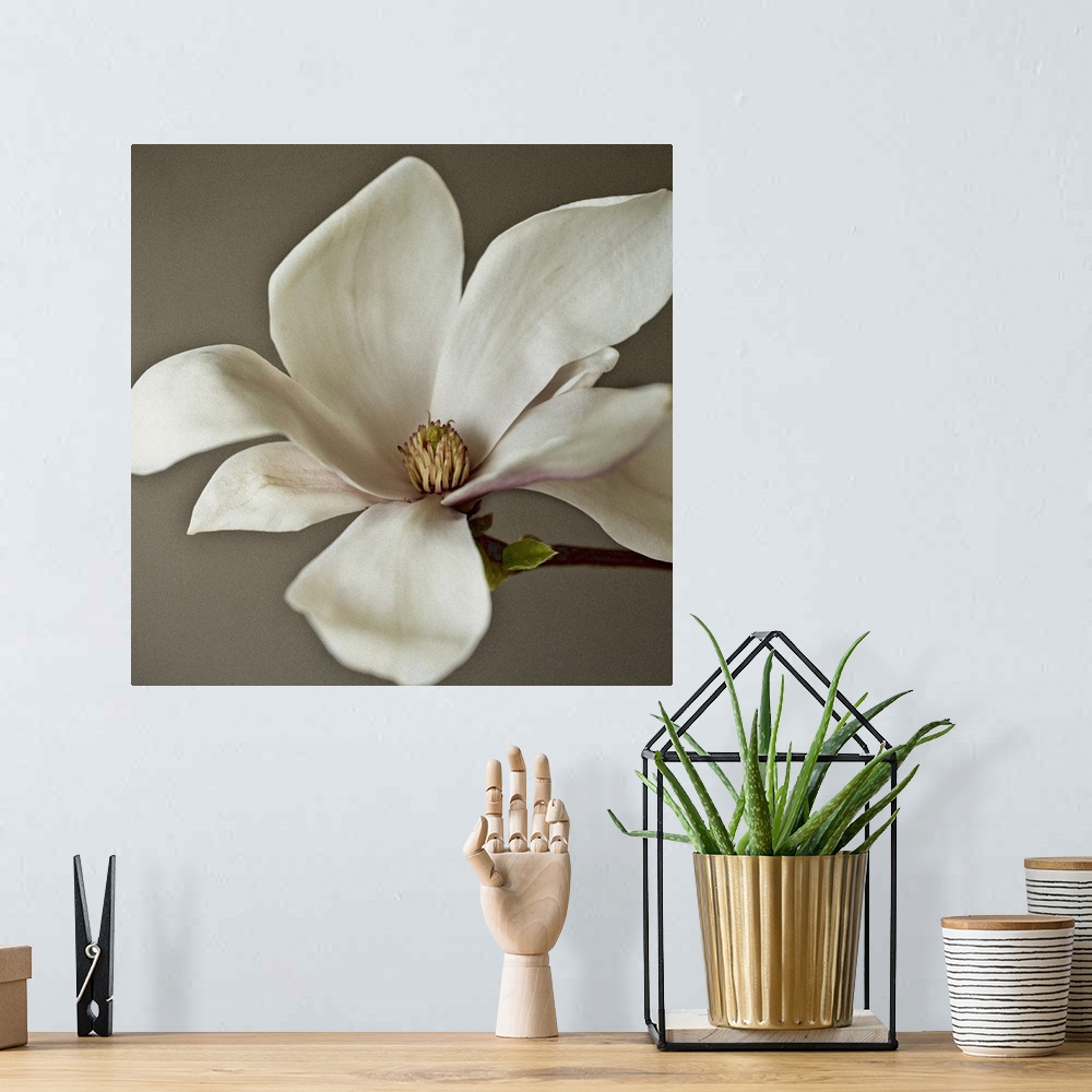 A bohemian room featuring Close up photograph of a white magnolia blossom with soft, broad leaves.