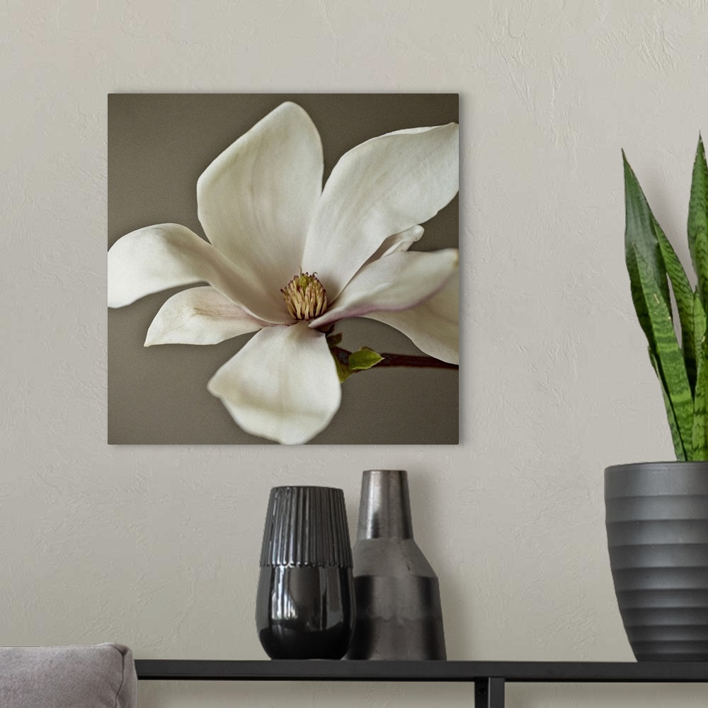 A modern room featuring Close up photograph of a white magnolia blossom with soft, broad leaves.
