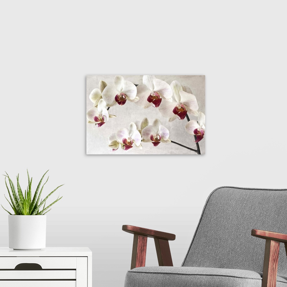 A modern room featuring A close-up photograph of white orchids with red centers.