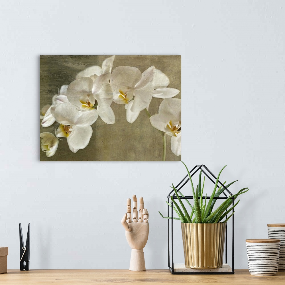 A bohemian room featuring Oversized, horizontal, fine art photograph of branch of large white orchids on a neutral backgrou...