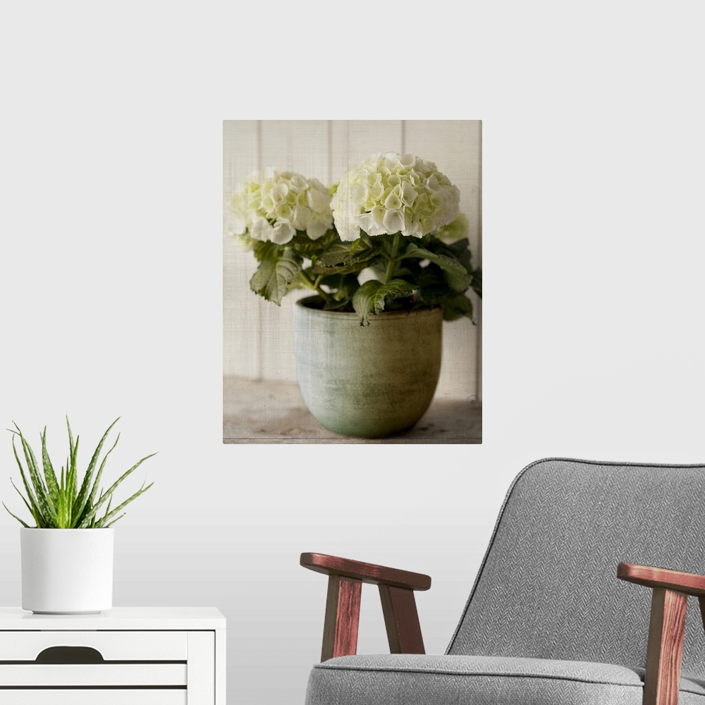 A modern room featuring Potted Hydrangea