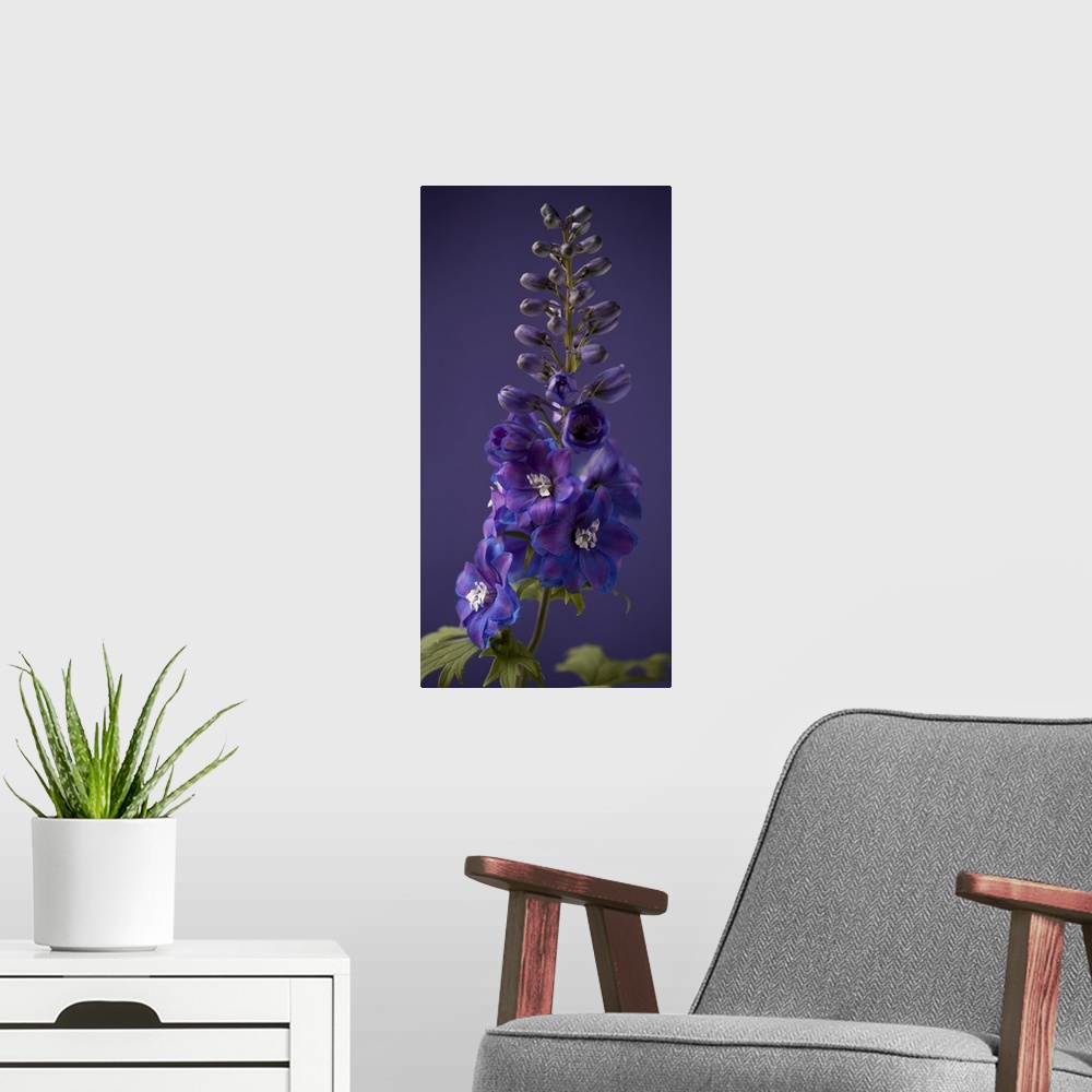 A modern room featuring FLORAL; FOXGLOVES; PURPLE; PHOTOGRAPHIC; BOTANICAL