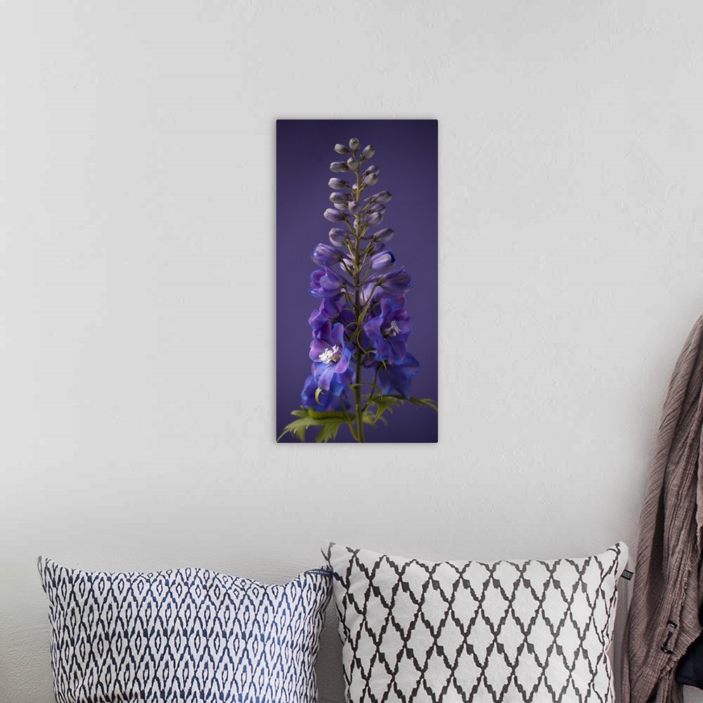 A bohemian room featuring FLORAL; PURPLE; PHOTOGRAPHIC; BOTANICAL
