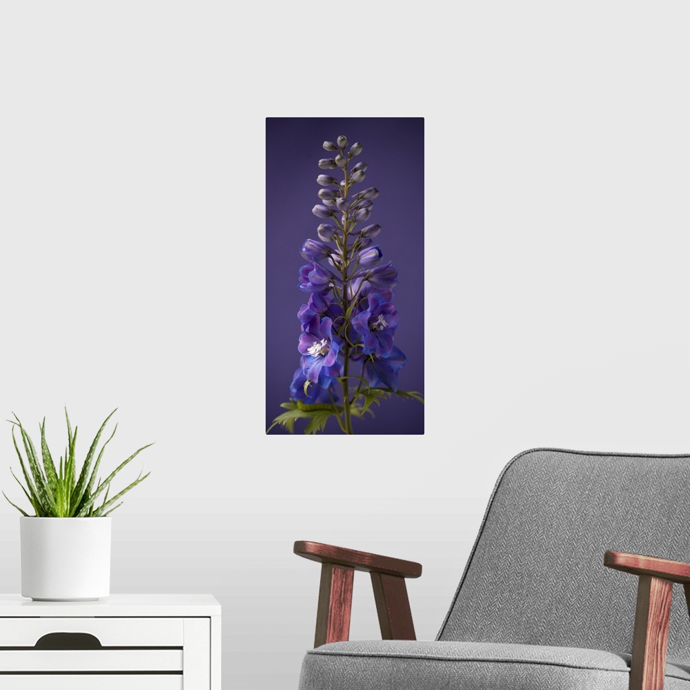 A modern room featuring FLORAL; PURPLE; PHOTOGRAPHIC; BOTANICAL