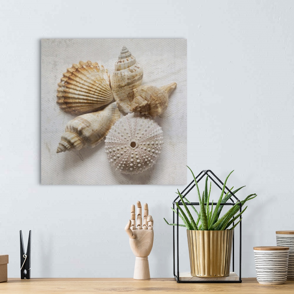 A bohemian room featuring Weathered looking photograph of a group of ornate seashells.