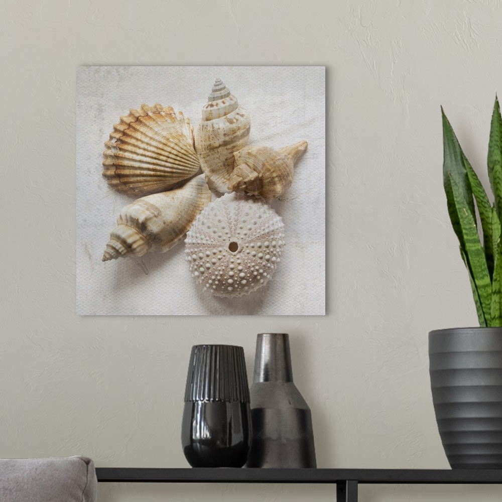 A modern room featuring Weathered looking photograph of a group of ornate seashells.