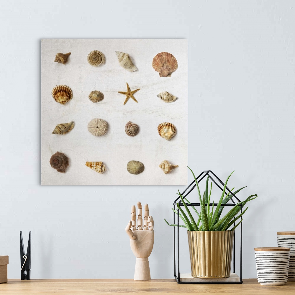 A bohemian room featuring Photograph of different seashells lined up in rows.